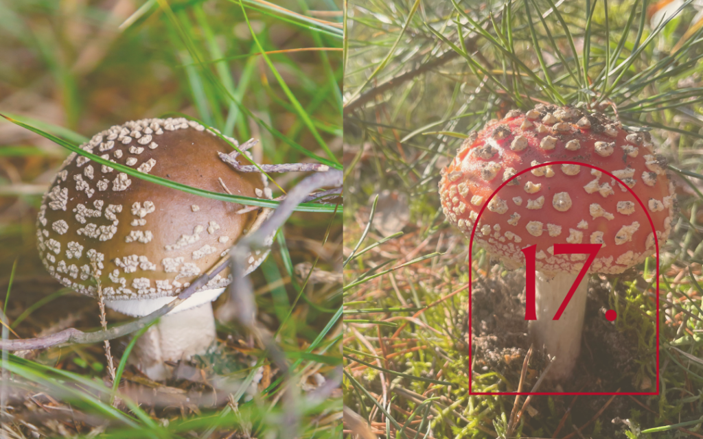 Amanita Muscaria a Amanita Pantherina – podobieństwa i różnice